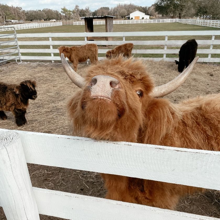 The Fluffy Cow Cafe