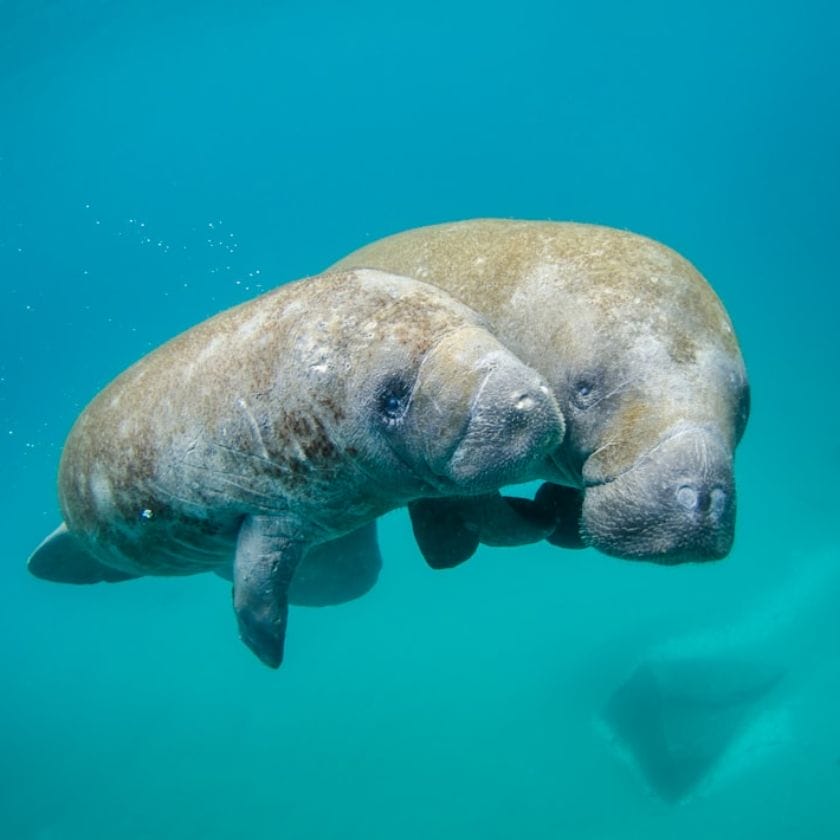 Manatee River Habitat